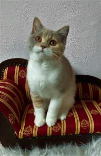 BKH Kitten aus Champion Verpaarung in trico und LH Stammbaum