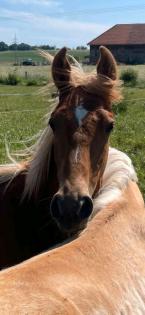 Tennessee Walking Horse Junghengst