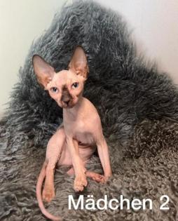 Süße Sphynx Kitten