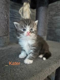 4 Maine Coon Kitten Kater