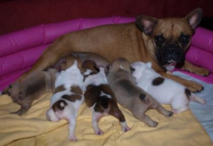 MINI Französische Bulldogge im MINIFORMAT