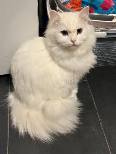 Angora Katze