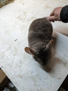 Langschwanz Chinchillas