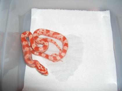 Kornnattern albino amelanistisch het. motley, charcoal
