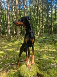 Dobermann rüde 3, 5 jahre unkastriert