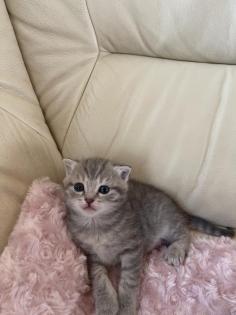 Bkh kitten Gold black tabby