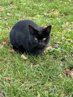 Schwarzer Kater abzugeben