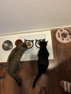 BKH Katzen Sie sind Geschwister