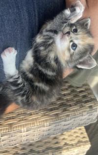 4 maine coon mix kätzchen