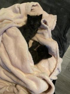 Super süße Kitten
