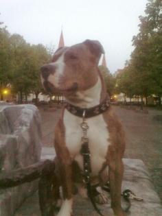 American Staffordshire Terrier