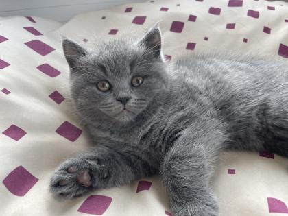 Zauberhafte BKH Kitten
