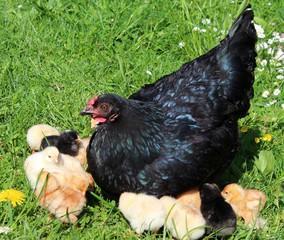 Nachgezüchtete Vorwerk Hühner, Marans, Araucaner Grünseger Hühner u. a. zu Verkau