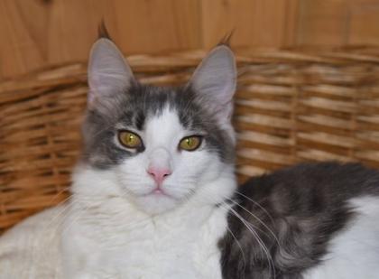 Zuzanna- Maine Coon Mädel mit Papieren, 14 Monate kastriert