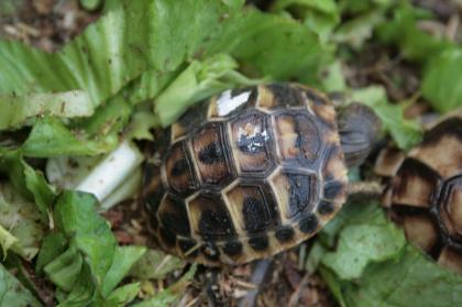Griechische Landschildkröten, Thb. un Thh. kleinbleibende Unterart aus dem westlichen Mittelmee
