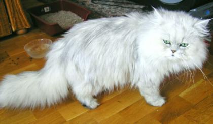 Perserdeckkater m. edlen Vorfahren Dt. Champion