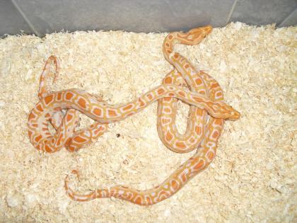 1, 1 Albino Tigerpython het. albinogreen Python molurus bivittatus,