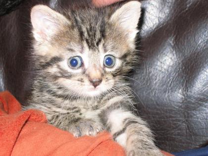 KATZENKINDER IN NOT