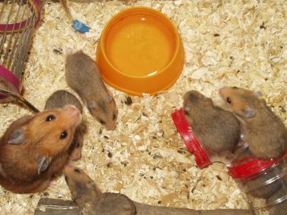 Verkaufe Goldhamsterbabys