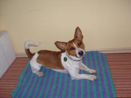 Jack-Russell Rüde Rudi sucht Freundin