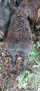 Hissar - Fettsteiß - Schafe Bock Nutztiere