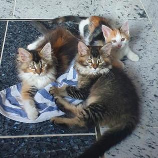 Wunderschöne Maine Coon Mix Kitten