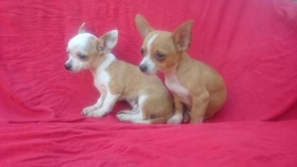 Mini chihuahua