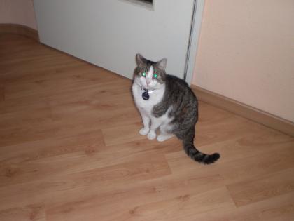 2 Kater suchen liebevolles zu Hause