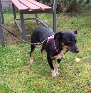 Tinka sucht ein passendes Zuhause