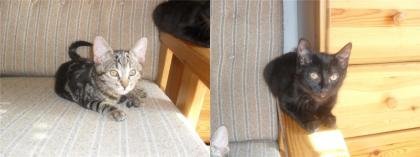 2 süße Katzen abzugeben