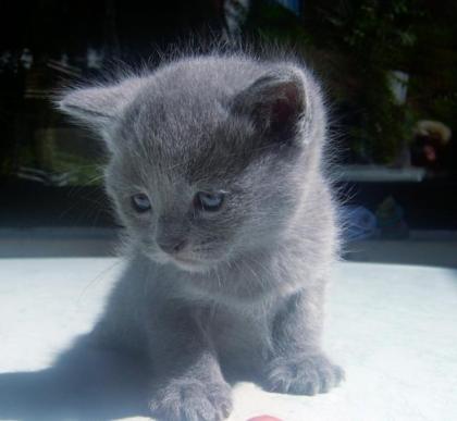 1 kräftiger reinblauer BKH/ Kartäuser Kater sucht noch ein liebevolles Zuhause