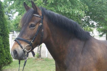 Deutsches Reitpony Wallach 9 Jahre 1, 48m artig