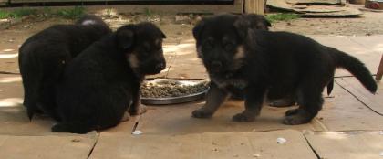 Deutscher schäferhund welpen