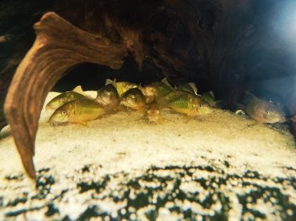 15x adulte Smaragdpanzerwelse - Corydoras splendens
