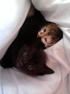 Katzen vergeben - 8 Monate alt