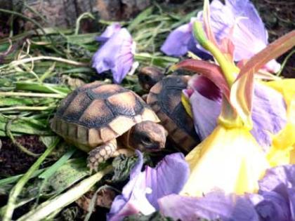 Landschildkröten-Nachzuchten 2021