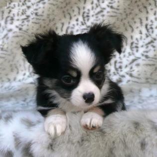 Chihuahua Welpen