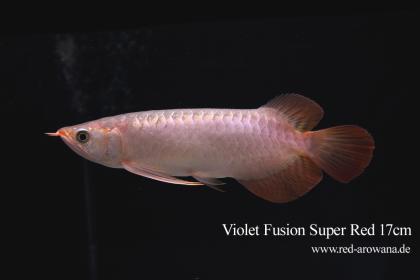 Asiatische Arowanas Drachenfische