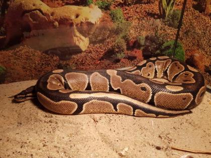Königspython Python regius Specter Pastel Weiblich 1. 11. 2021 Herkunft DNZ