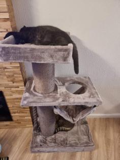 Dringend 2 Katzen halb BKH halb Scottish fold suchen ein Liebevolles Zuhause