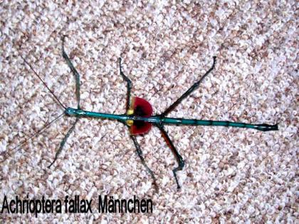Achrioptera fallax