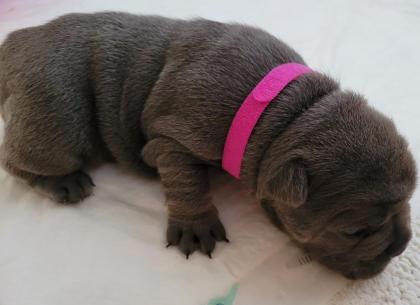 Französische Bulldogge - Welpen in blau / blue blue-tan mit Ahnentafel