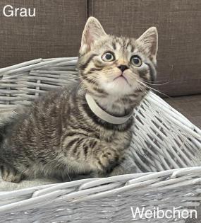 BKH-Silver/Golden Tabby Kitten suchen neues zuhause