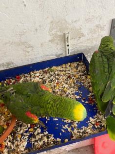 Gebe noch junge Blaustirn Amazonen ab