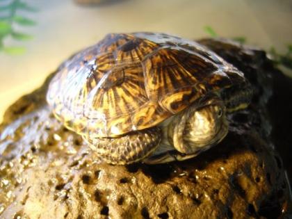 Europäische Sumpfschildkröten Emys orbicularis NZ 2021