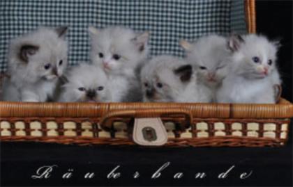 Bezaubernde Ragdollkitten.
