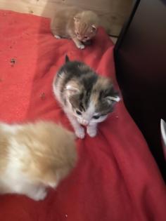 Maine Coon Mix Kitten