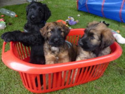 3 Briards mit VDH-CFH-Papiere