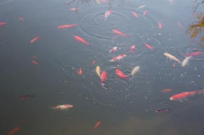 Goldfische aus Teich abzugeben