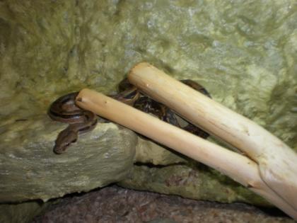Dringend 1. 1 Boa c. i. Honduras mit Abstammungsnachweis 07/2006